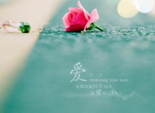 11.红色尘埃的命运是数千英尺，但是我的爱太深了。我想念你，就像一朵梨花盛开，散发着淡淡的芬芳，我想念你，像一朵优雅的花，孤独地绽放。