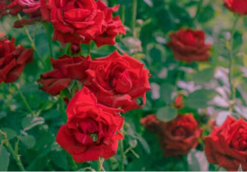 经典唯美的浪漫句子 幸福唯美的爱情句子