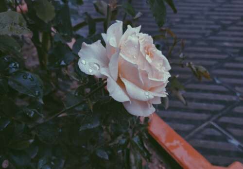 可以在雨天张贴的可爱文案