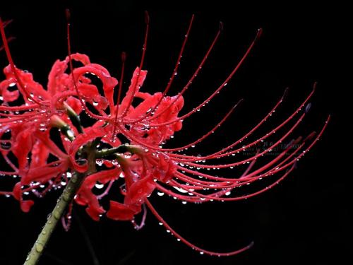 古诗里温暖亲情的句子 2