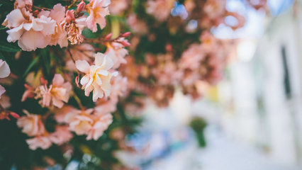 在古诗词中有关亲情的句子 1