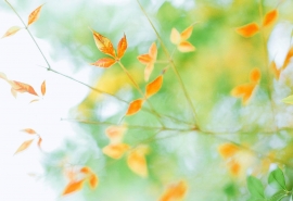 用诗句表示亲情的句子 2