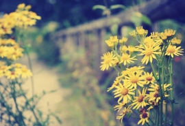 用诗句表示亲情的句子