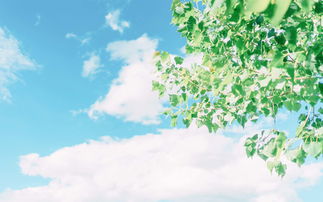 12.世界是如此之大。心脏是如此之小，没人能听到我的琐碎痛苦，我认为这是生活的现实