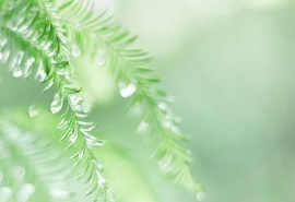 11.在竹林里，早晨，穿着像薄纱布一样的“迷雾大衣”，朦胧而隐约，云雾笼罩着她，这不仅仅是一个害羞的小女孩，穿着花裙子跳舞，面对着你笑了这是梦的主题。当学生们的歌声再次响起时，优美的歌曲伴随着迷蒙的雨雾。在这片竹林中，美丽不仅在外表，而且在视线中，而且令人震惊。