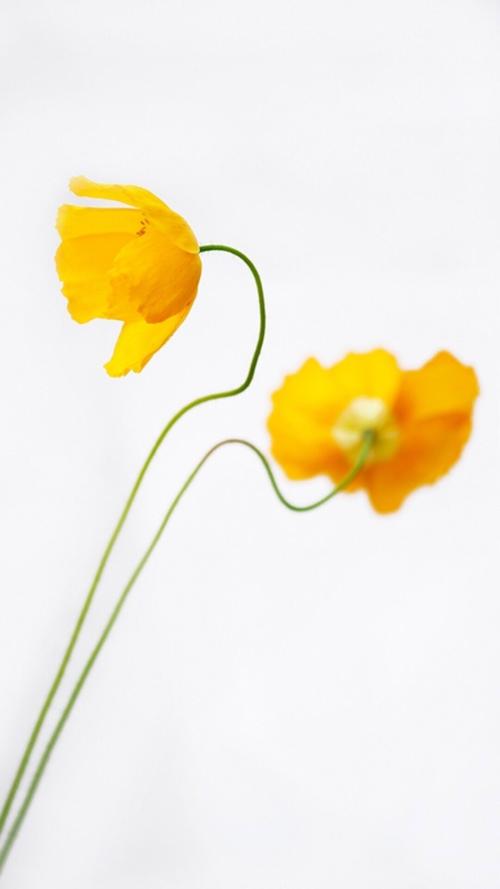 11.一个好母亲值得担任一百名校长。