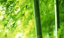 关于竹子的优美句子