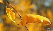 秋天心情经典语录