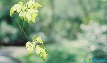 描写夏天早上的句子