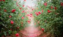 成长与亲情的句子