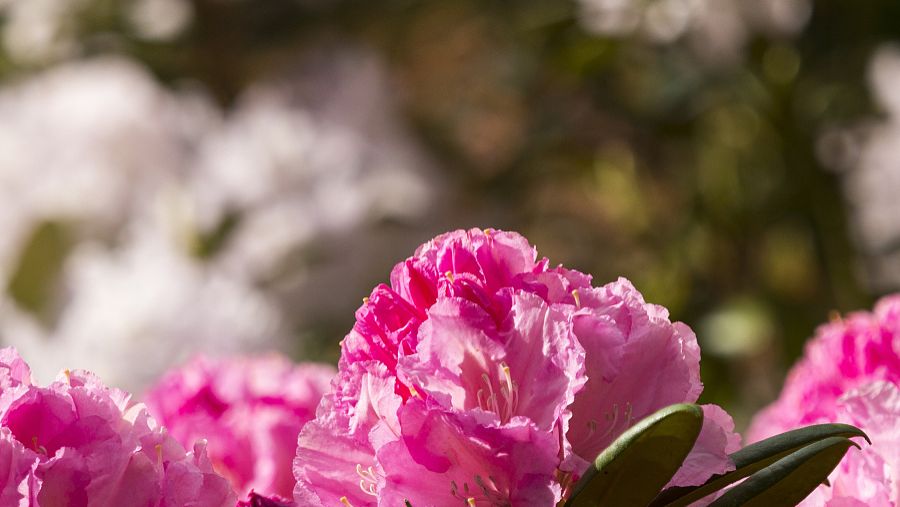 10.如果在这个世界上只有一种爱能够永远持续下去，那一定是家庭的爱慕。如果这个世界上只有一种爱而不要求任何回报，那一定是亲戚的爱。