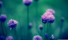 赞美亲情的唯美句子大全