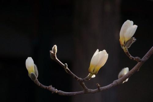 怀念亲人逝世的诗句