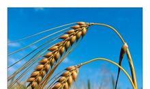 成熟的麦子低垂着头