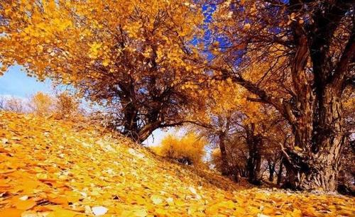 关于秋天的诗句 2