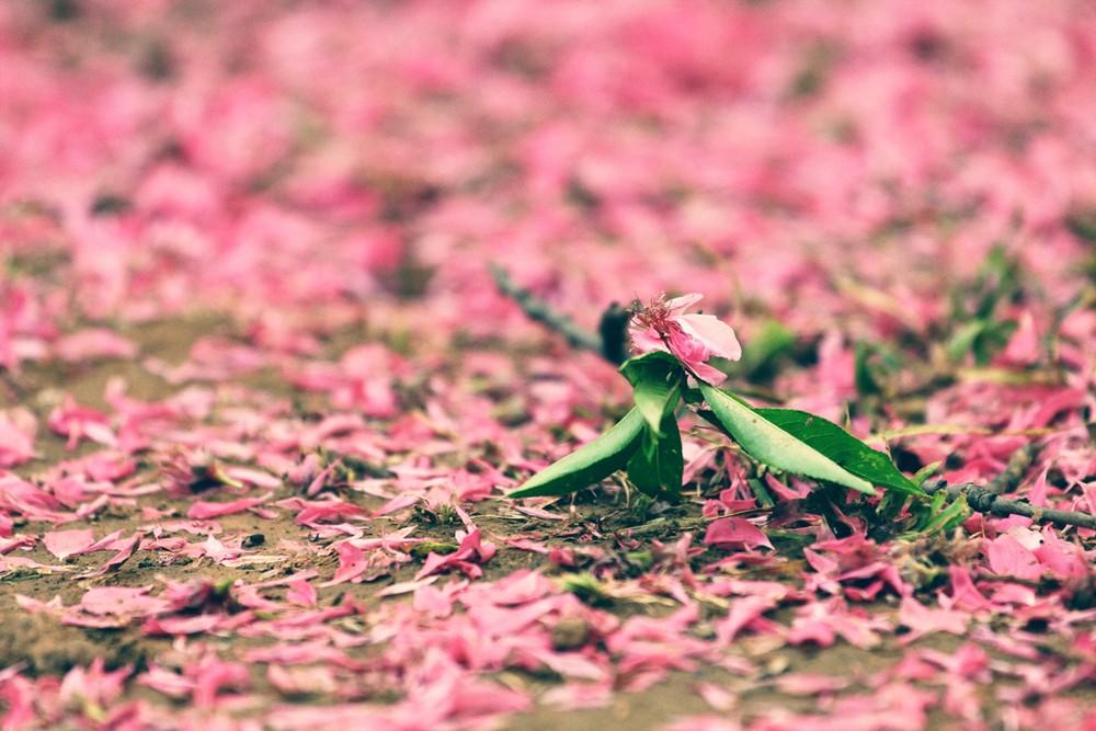 9.我是个傻瓜，我不知道该如何放弃你。你也是个傻瓜，不懂得珍惜我。我们真的很匹配。