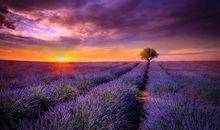 开心表现在脸上的优美句子 开心短句