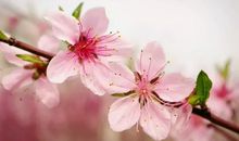 描写桃花的诗句有哪些 赞美桃花的诗句