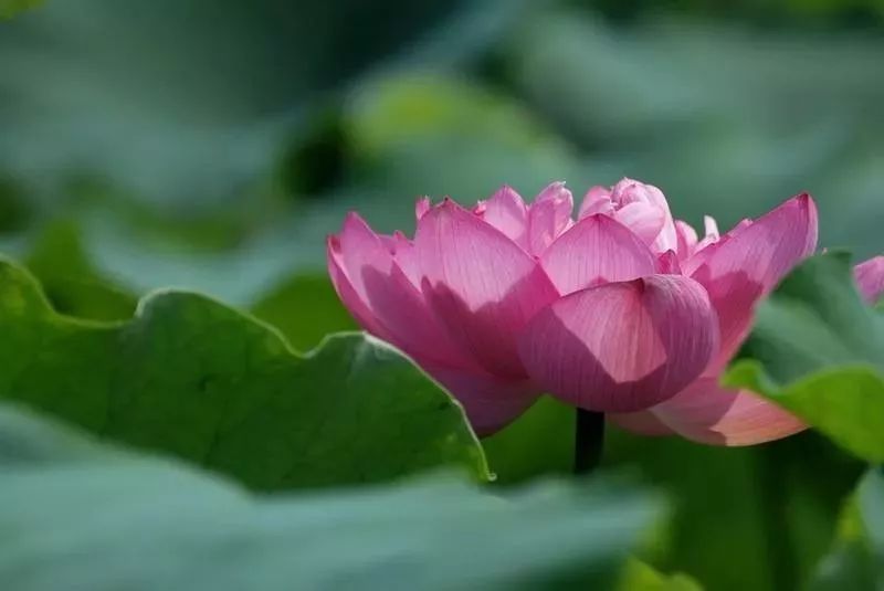 描写荷花的诗句 赞美荷花的诗句