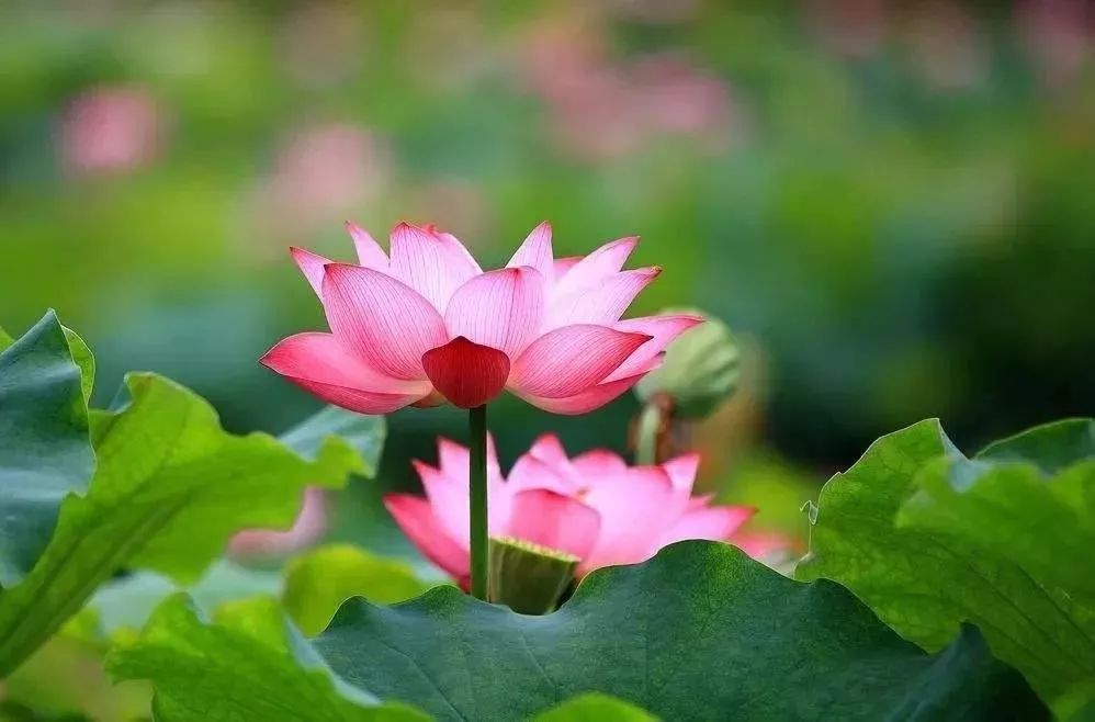 描写荷花的诗句 赞美荷花的诗句 1