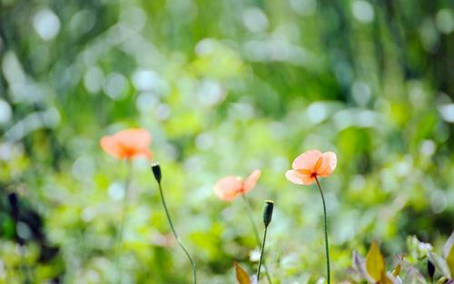 唯有亲情不可辜负的句子 2