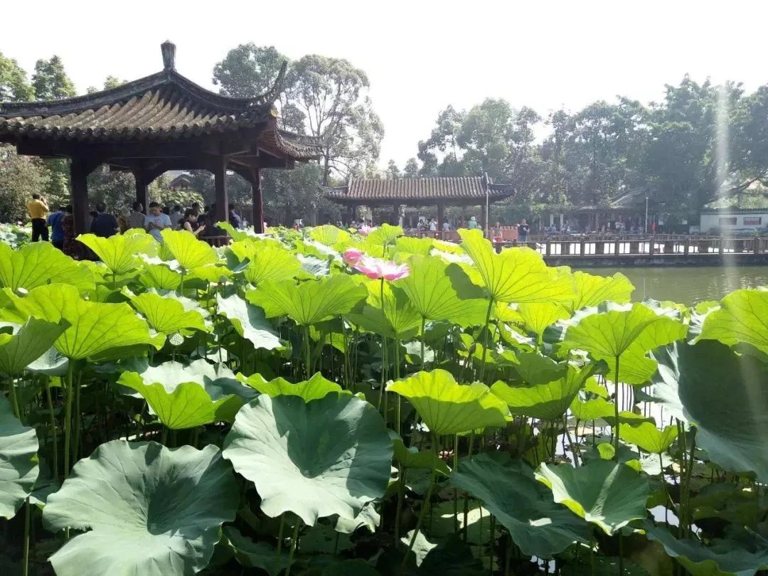 描写荷花的诗句 赞美荷花的诗句 2