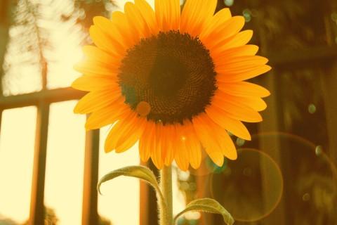 9.不要以“我来晚了”为借口。我们还很年轻,我们可以跌倒,我们可以犯错误,我们可以往回走,我们可以重新开始。未来尚未到来,一切都为时已晚,一切都无法改变。