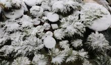 淡然处世的诗句