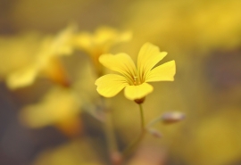 三年级阅读理解亲情理解句子 2