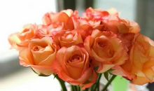 关于玫瑰的句子