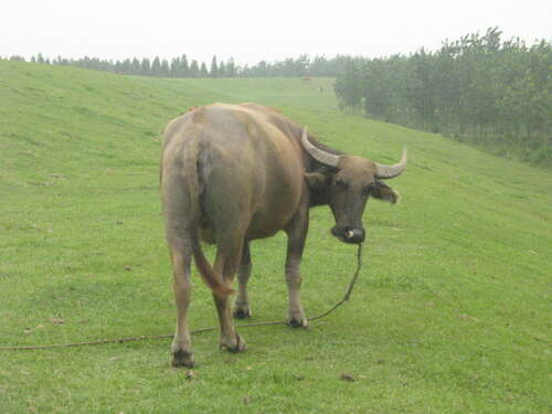 20.穿上您的狗皮，将您的狗脸拉上，然后滚动。