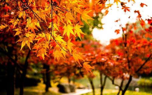 30.松江蟹屋的老板很高兴，米饭和米汤也有饭。枫叶飘落，花朵干燥，渔船感到寒冷。