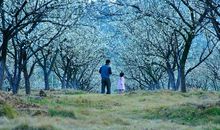 有关亲情的夏天的句子短的