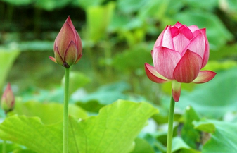 佛教的意义在于生活中的同情心和智慧