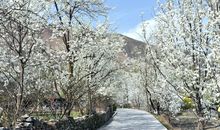 有关梨花的诗句