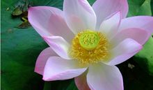 古诗描写荷叶或荷花的诗句