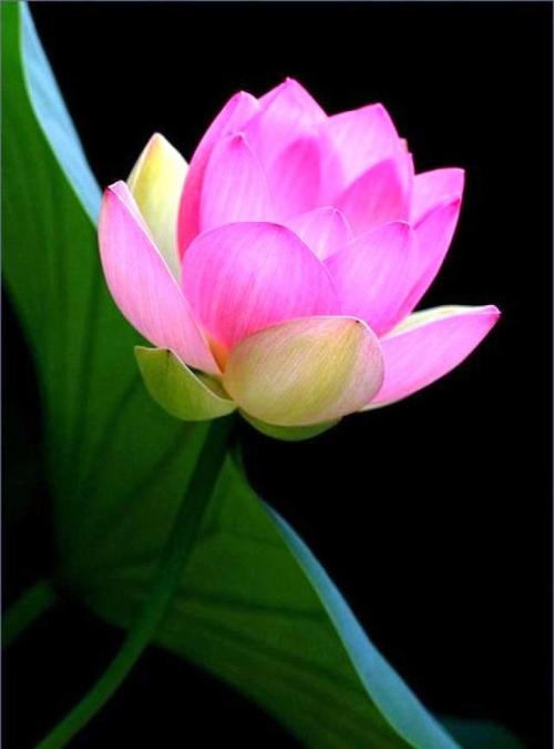 表达非常冷静的句子