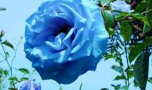 形容玫瑰花的句子