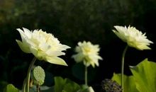 亲情越来越淡了句子