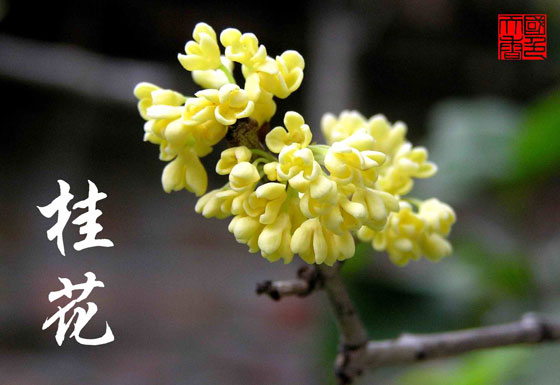 38.我曾经说过桂花要下雨，也就是说，桂花不容易用手采摘，但是用手花如雨般飘落，是一幅美丽的画。我以为它们都很漂亮，尤其是黄色的小花像雨一样落下。如果桂花洒在身体和头部上，香气就会散发出来。