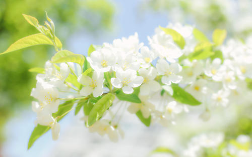 11.很多时候，我们实际上离天堂的幸福只有一英寸之遥，我所拥有的一切都是你所赋予的最美丽的。