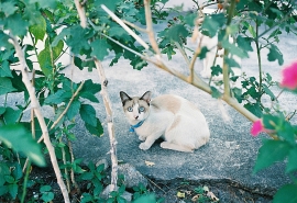 12.朋友在雨中是一把雨伞，你并不痛苦，朋友在雪中是木炭，比严寒更好，朋友在棉花中温暖，朋友是盐中的盐。食物，你真甜！ ！
