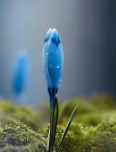 持久爱情的句子