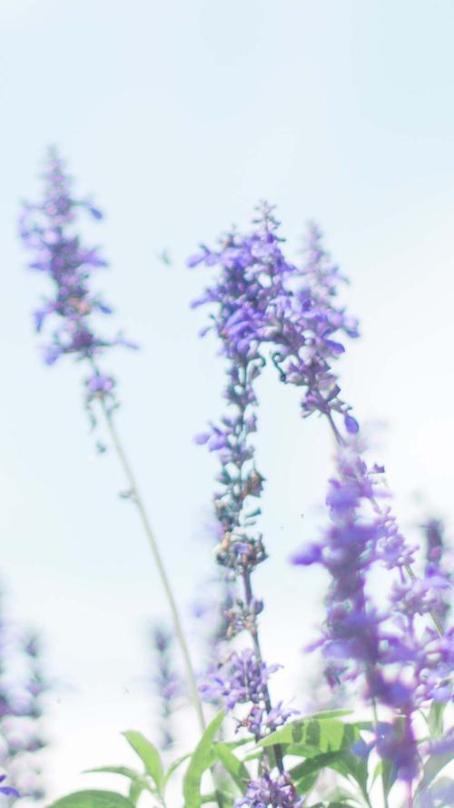 希望家庭之爱的句子持续1