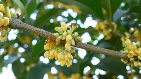 描写桂花的好句子