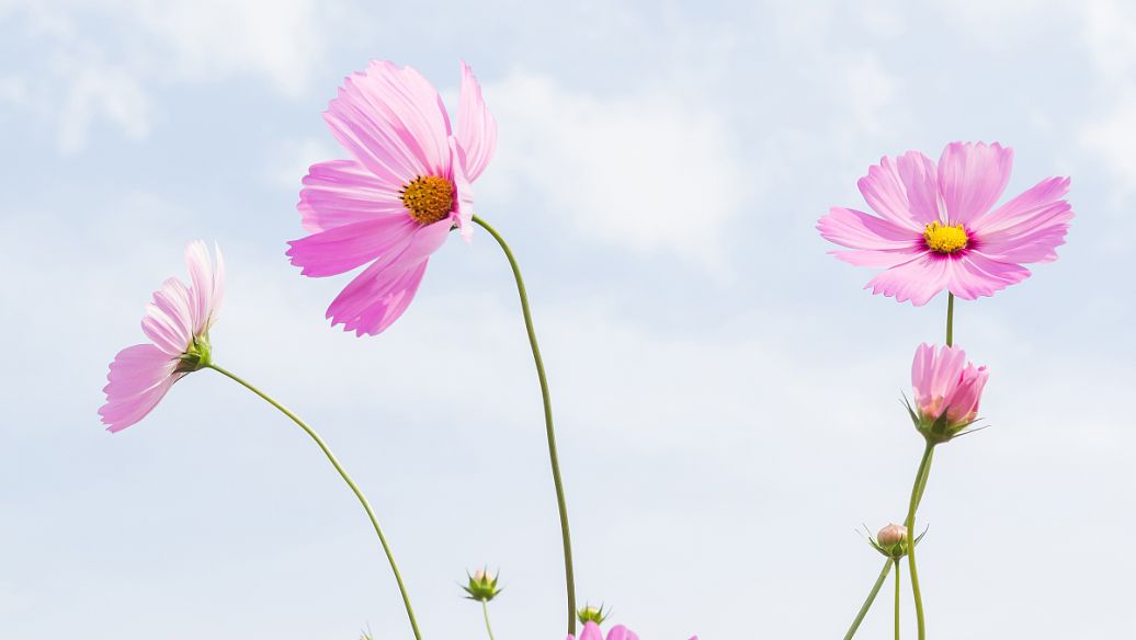 11.每个人都想拥有的温馨家庭，因为每个人都有一个美丽的家庭，一个幸福的家庭，一个幸福的家庭！