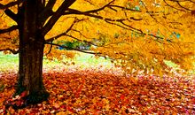 秋天的落叶，饱含风韵的再次轮回