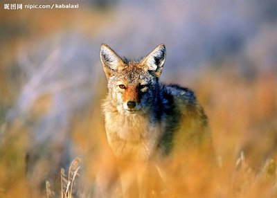 梦想短狼队口号1