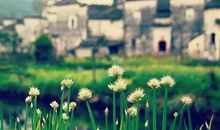 表达亲情的句子你若真心待我