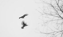 相见时难别亦难，东风无力百花残